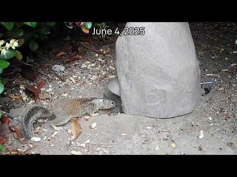 Santa Barbara’s public spaces are fighting back against California ground squirrels.