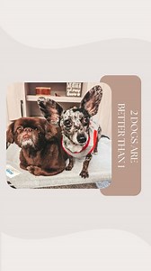 2.6K views · 394 reactions | This was NOT on my bingo card! 藍﫠 Hahaha Daisy is the best big sister to Ollie! 殺❤️ #dogmom #dogsiblings #pekingese #chiweenie #chihuahua #littledogs #dachshund #funny | bygollymisterollie | Facebook