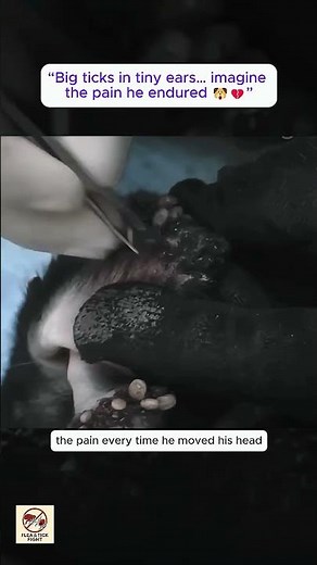 Severe Tick Infestation in Puppy’s Ears 😢 | Big Engorged Tick Removal & Rescue