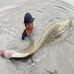 Unbelievable cast net fishing big catch 90kg biggest river monsters giant arowana fish | Survival with Emma