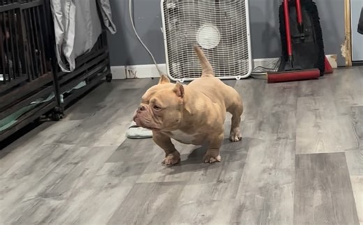 Jeremy Branham on Instagram: "🗣️YOOO!!! PRETTY RICKY aka MR. CLEAN UP MAN!!! 🧹🧹🧹 All I can say is, this lil mf impresses me more an more everyday. 😍🫣 He ain’t even a year yet, I can only imagine at 2. 🥶🥶🥶 This round on Swisher sweet, Then everything we have goin straight to him. 🙏🤞🚀…We ain’t pushed him like crazy, but you better believe we got major plans for this boy. 👀👀👀 #mountaintopbullies #All2026 #BackToBack"