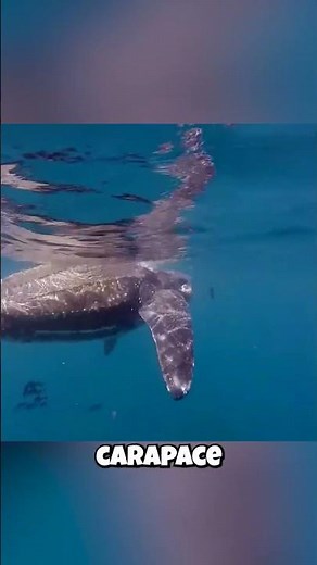 Sea Turtles: Their Shell is... SQUISHY?!