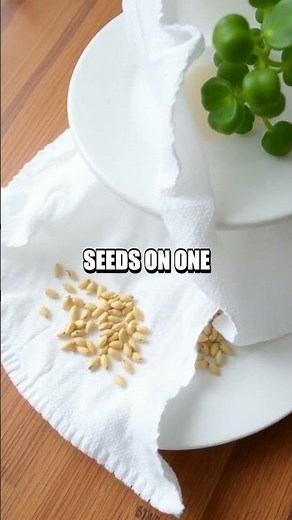 Homemade Seed Germination Experiment