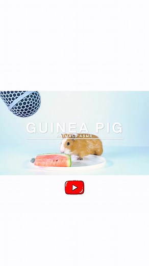 TikTok의 animalsasmroffi