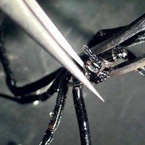 Video: Extracción de veneno y microdisecciones de glándulas venenosas de arañas para análisis proteómicos y transcriptómicos