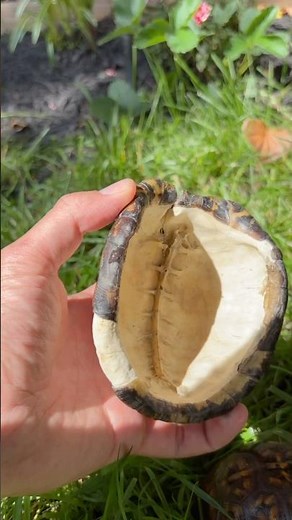 Box Turtle Shell Explained in 30 Seconds! 🐢✨