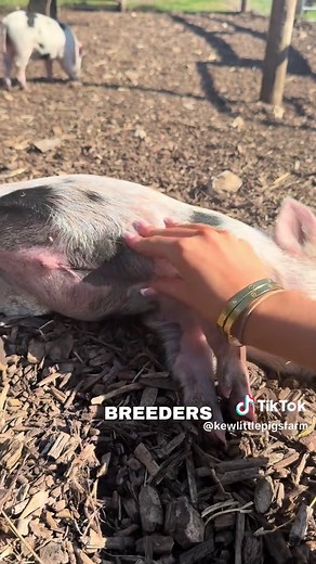 Miniature Pigs as Pets: What You Need to Know