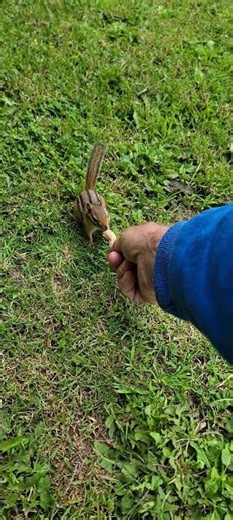 BELLA SHOWS UP AND CHOOSES HER PEANUT #chipmunk #bella #funny #fussy #female #wildlife #comedy