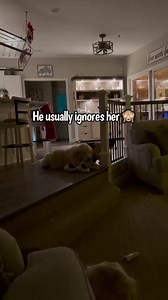 322K views · 33K reactions | Newfoundland Dog Makes Her Christmas List | Daisy the newfie | Facebook