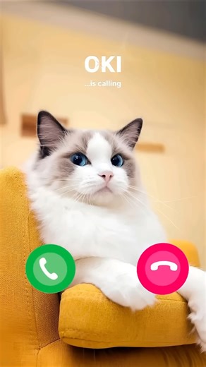 Oki Cat Calling #ringtone #cat #gato #babygirl #youtubeshorts #catlovers #viralvideo #mi #shorts