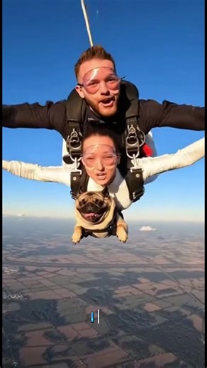 They said “I do” and the pug said “I’m coming too!” 🥹 #wedding #skydive #bride #pug #wedding