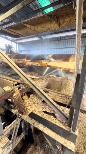 102K views · 769 reactions | “Watch as we take on a massive 40-foot pine tree with a solid tooth saw featuring a 1/4” kerf, making quick work of the job. See the power of precision cutting as we also showcase a pop-up saw in action. Don’t miss the detailed process and technique behind this impressive feat. #Sawing #PineTree #Woodcutting #Timber #PrecisionCutting #PopUpSaw #SolidToothSaw #Logging #TreeCutting | Ottoman_ken | Facebook