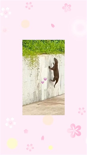 18K views · 218 reactions | Otter 簾 | It's Daisy | Facebook