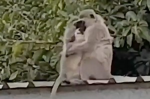 Watch the monkey reunion that's melting hearts everywhere