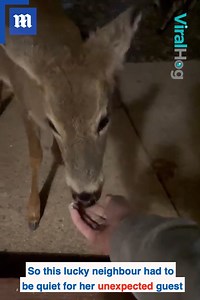 9.9K views · 566 reactions | 'My free food brings all the deer to the yard' 歷❤️ | Daily Mail Video | Facebook