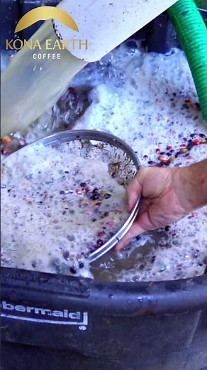 Coffee Harvest and Processing || Coffee Talk