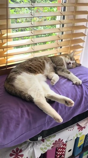 sleepy #cat exhausted after exploring all night #catlovers