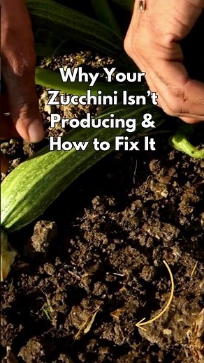 Why Your Zucchini Isn't Producing & How to Fix It