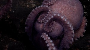 Scientists uncover at least four new species of octopus