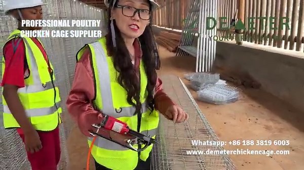 How Do You Install a Poultry Cage? A to Z Layer Battery Cage System Installation Guide Procedure.