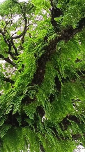 #pohontua#pohonangker#pohonpurba#pohonmunggur#sungai#pedesaan