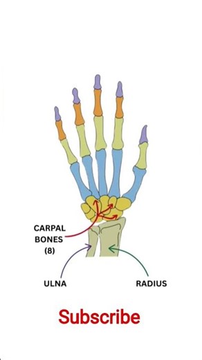 Hand Bone Anatomy Explained in Hindi | Human Hand Bones Easy Trick