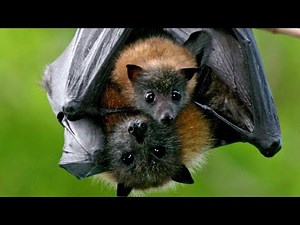 Bat giving birth