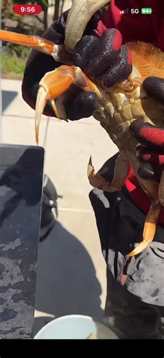 Here’s a great example on how to clean a LIVE crab. 🦀 Quick and effortlessly. #dungenesscrab #crabs #pnw #oregoncoast #crabcleaning #fishing | Oregon Coast Explored