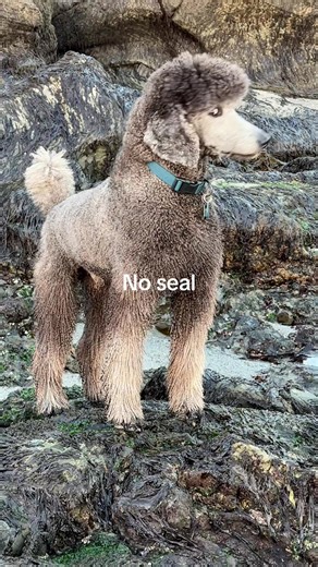 Watchful Standard Poodle in Carmel by the Sea