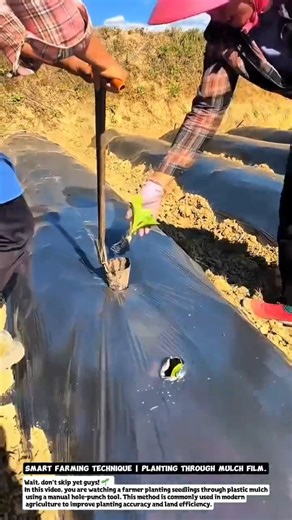 Smart Farming Technique | Planting Through Mulch Film.