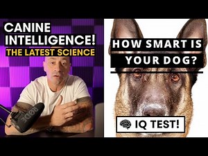 Canine Intelligence Explained, Why Smell Changes Everything