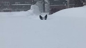 23K views · 604 reactions | Everyone in Mammoth Lakes today... ❄️❄️ Highway 395 will remain closed overnight, and conditions will be re-assessed in the morning. Stay safe! | Visit Mammoth | Facebook