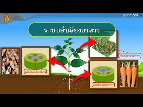 การลำเลียงอาหารของพืช ตอนที่ 1 วิทยาศาสตร์ ม.1