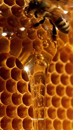 Bee Tracking Adventure Finding Hives in Harsh Conditions Wild Honey Quest Exploring Nature Out