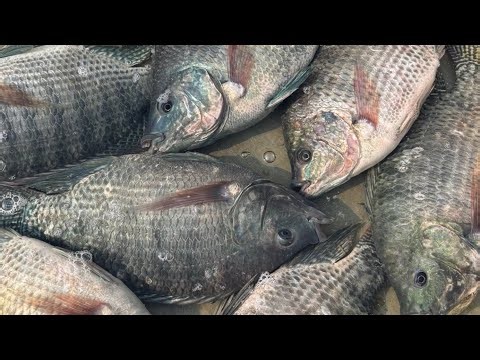Popular Fish Cutting Live in Fish Market