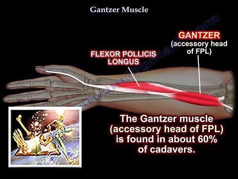 Gantzer Muscle Accessory Head FPL - Everything You Need To Know - Dr. Nabil Ebraheim