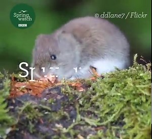 53K views · 1.5K reactions | How cute is this bank vole! 殺  ddlane7 #Springwatch  | BBC Springwatch | Facebook