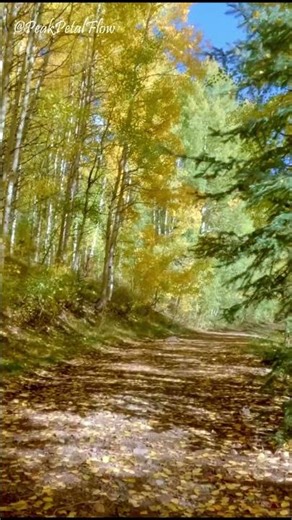 Eternal Aspen Trail 🍂 | Infinite Colorado Fall Walk