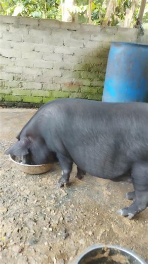 local indian black suwar#sortsvideo #pig #gaon ka suwar