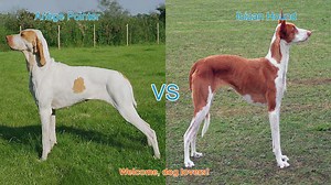 Ariège Pointer vs. Ibizan Hound: A Comprehensive Comparison
