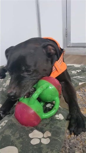 Cuddle Room with Bronson