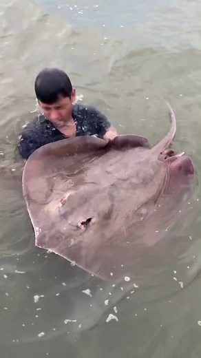 #stingray #catchandcook! #fish#fishing อย่า#ดร่าม่า นะไม่ใช่สัตว์อนุรักษ! ปลาตายแล้วก่อนถ่ายจะนำไปประกอบอาหารวิทีชาวบ้านครับ! #rivermonster #สาระตั้ม