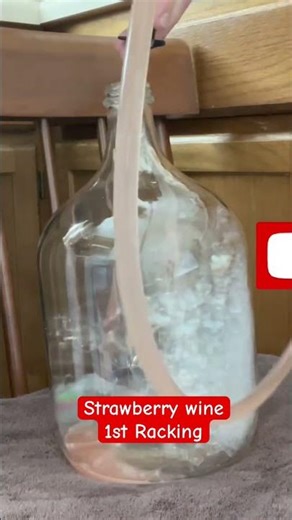 1st Racking of a Strawberry Wine #homebrew