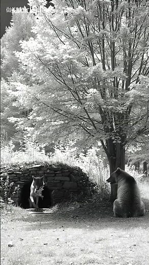 Infrared Cam Catches Wolf Taking a Rabbit… Then a Bear Appears #animals #animalrescue #animalsvideo