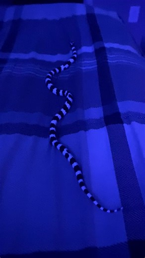 Exploring the California Kingsnake: A Guide for Snake Lovers