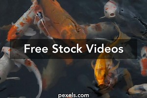 Koi Fish Sachiro Videos, Download The BEST Free 4k Stock Video Footage & Koi Fish Sachiro HD Video Clips
