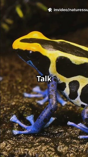 Acoustic and Visual Signals in Poison Dart Frog Mating Rituals
