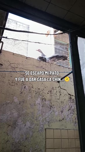 Pato Doméstico Vuela Cortas Distancias