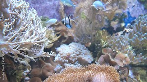 Beautiful view of various fish swimming in an aquarium full of corals
