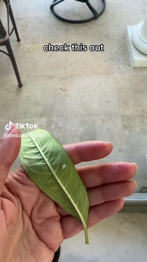 Discovering Different Types of Eggs on Milkweed in Your Backyard